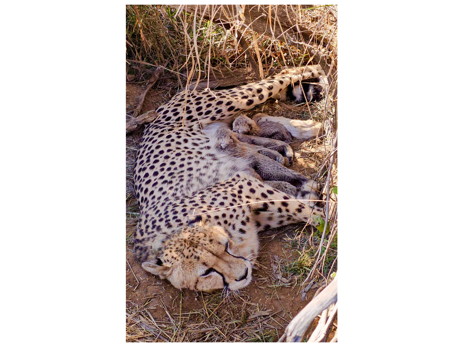 Namibian Cheetah Jwala with her five cubs (Photo / X @byadavbjp)