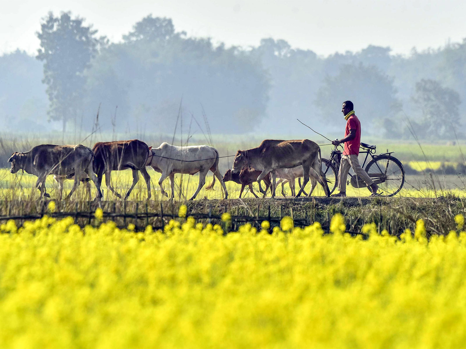 Representative image (File Photo/ANI)