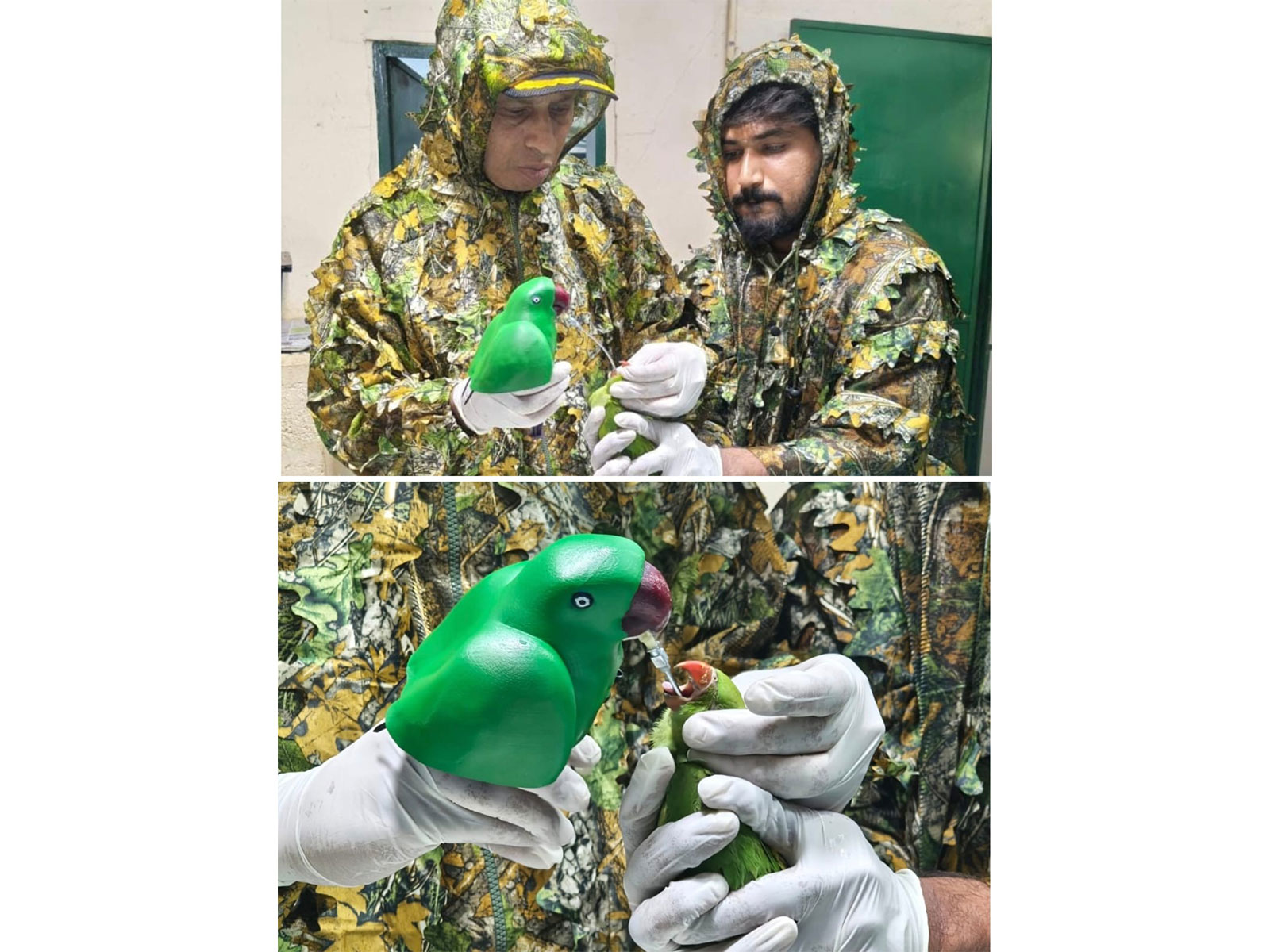 Gopalan Foundation Students Create ‘Mother Parakeet’ Feeding Model to Save 46 Orphaned Chicks