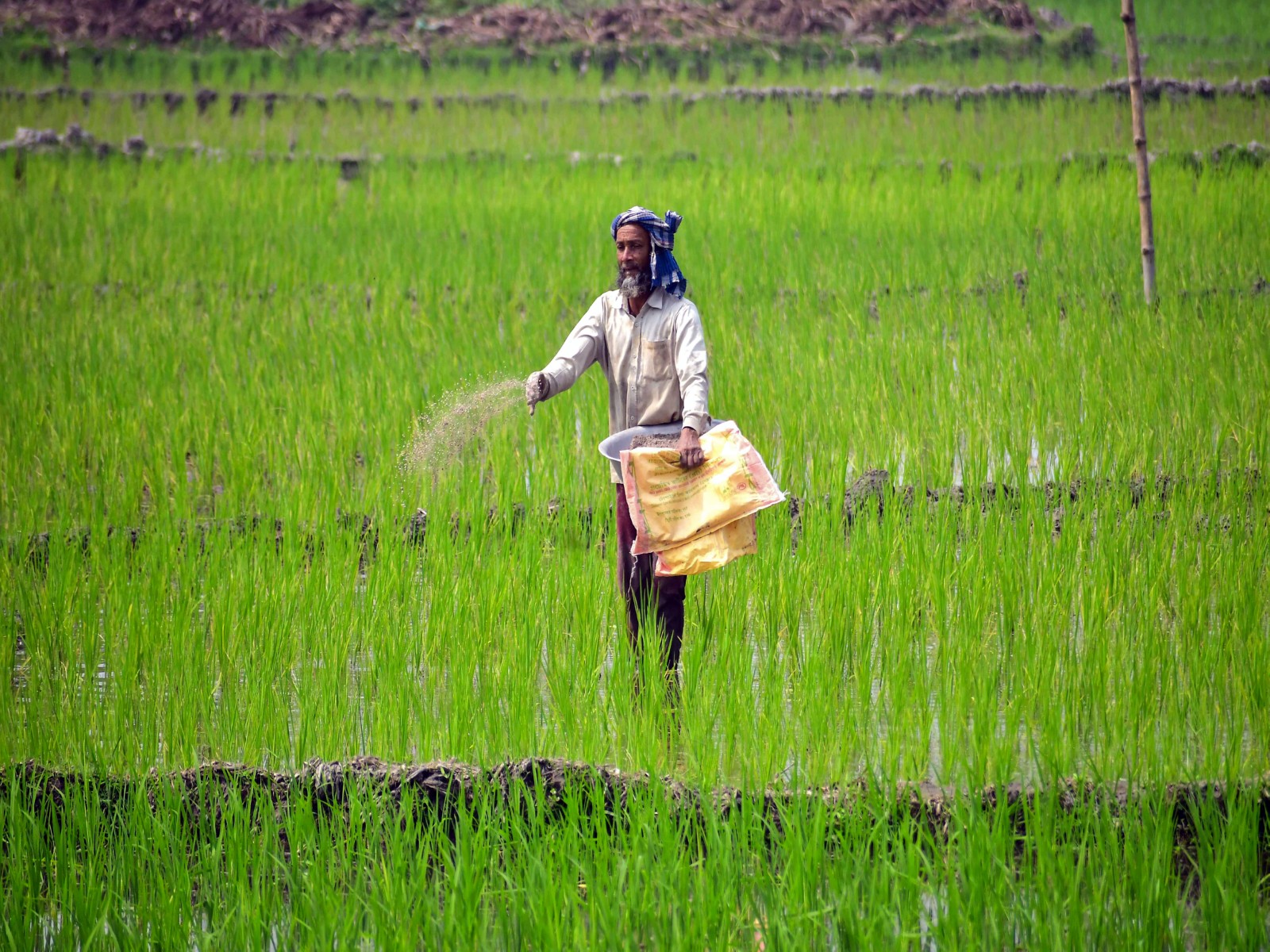 A farmer sprinkles fertiliser on a paddy field in the Nagaon district, Assam (File photo/ANI)
