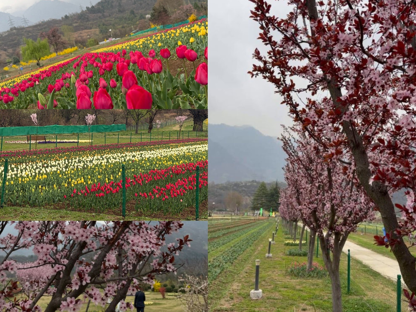Glimpses of Asia's Asia’s largest tulip garden in Srinagar set to open to public on Monday (Photo/@OmarAbdullah) Glimpses of Asia's Asia’s largest tulip garden in Srinagar set to open to public on Monday (Photo/@OmarAbdullah)