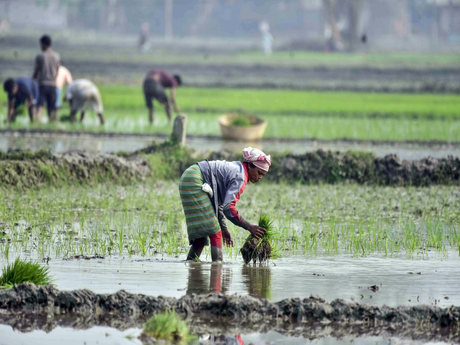 Representative image (File Photo/ANI) Representative image (File Photo/ANI)