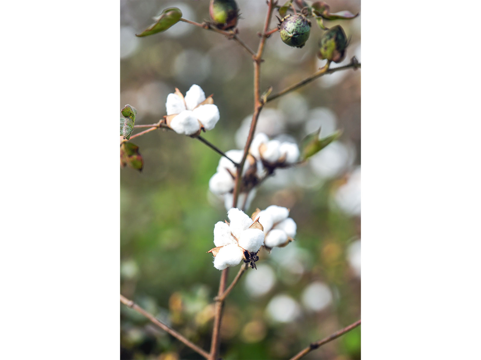 A view of a cotton plant at a field near Kuhi Taluka, in Nagpur (Photo/ANI) A view of a cotton plant at a field near Kuhi Taluka, in Nagpur (Photo/ANI)