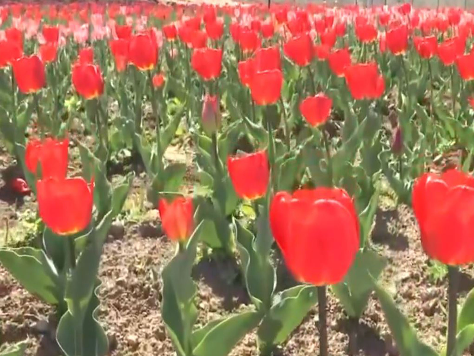 Tulip garden in Anantnag (Photo/ANI)