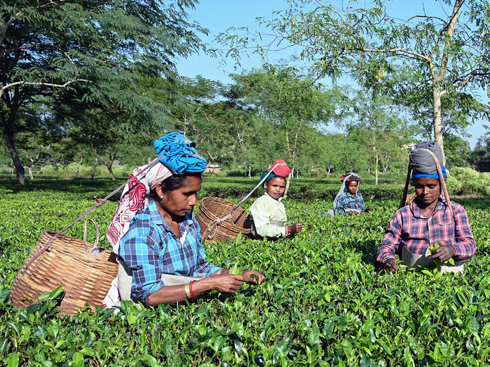 Women workers pluck tea leaves at a tea garden in Dibrugarh (File Photo/ANI)