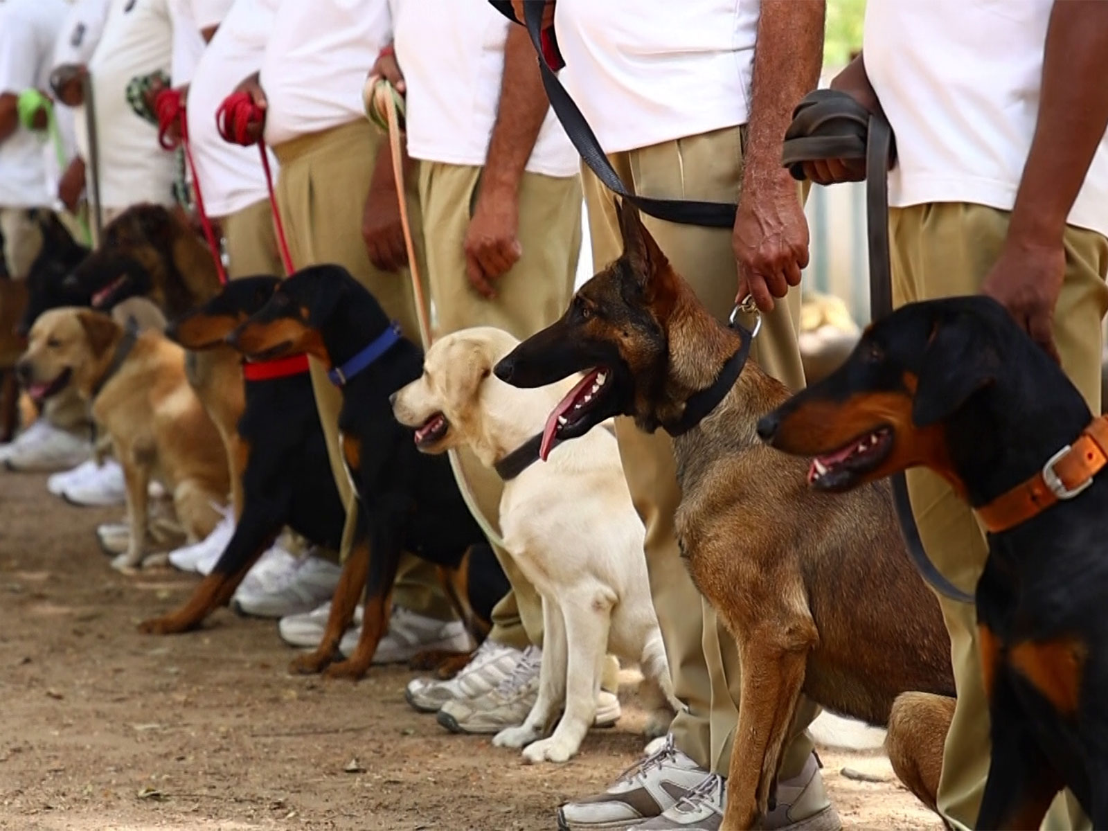 Gujarat Police strengthens its operational capabilities with new generation of highly trained K9 units (Photo/ANI)