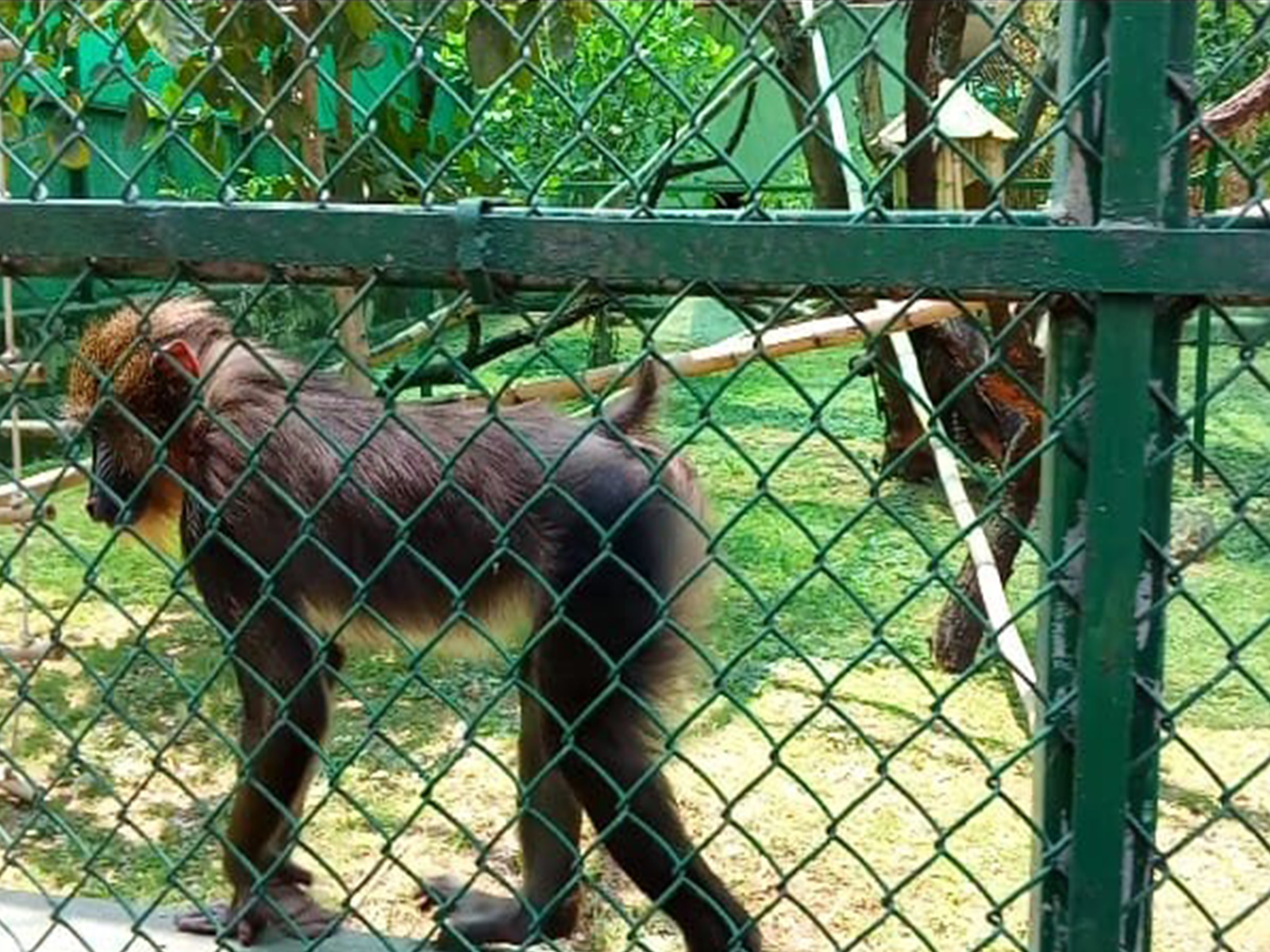 Mandrills at the Nehru Zoological Park (Photo/ANI)