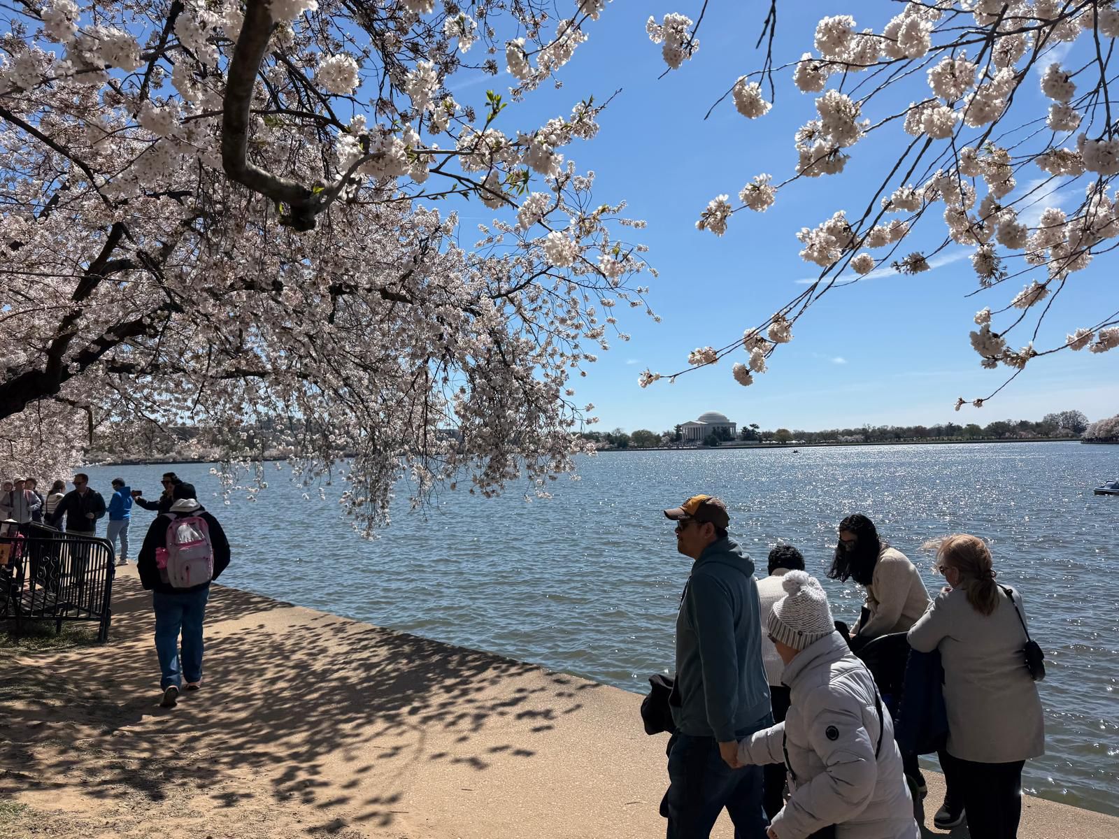 Washington's cherry blossom (Photo/ANI) Washington's cherry blossom (Photo/ANI)