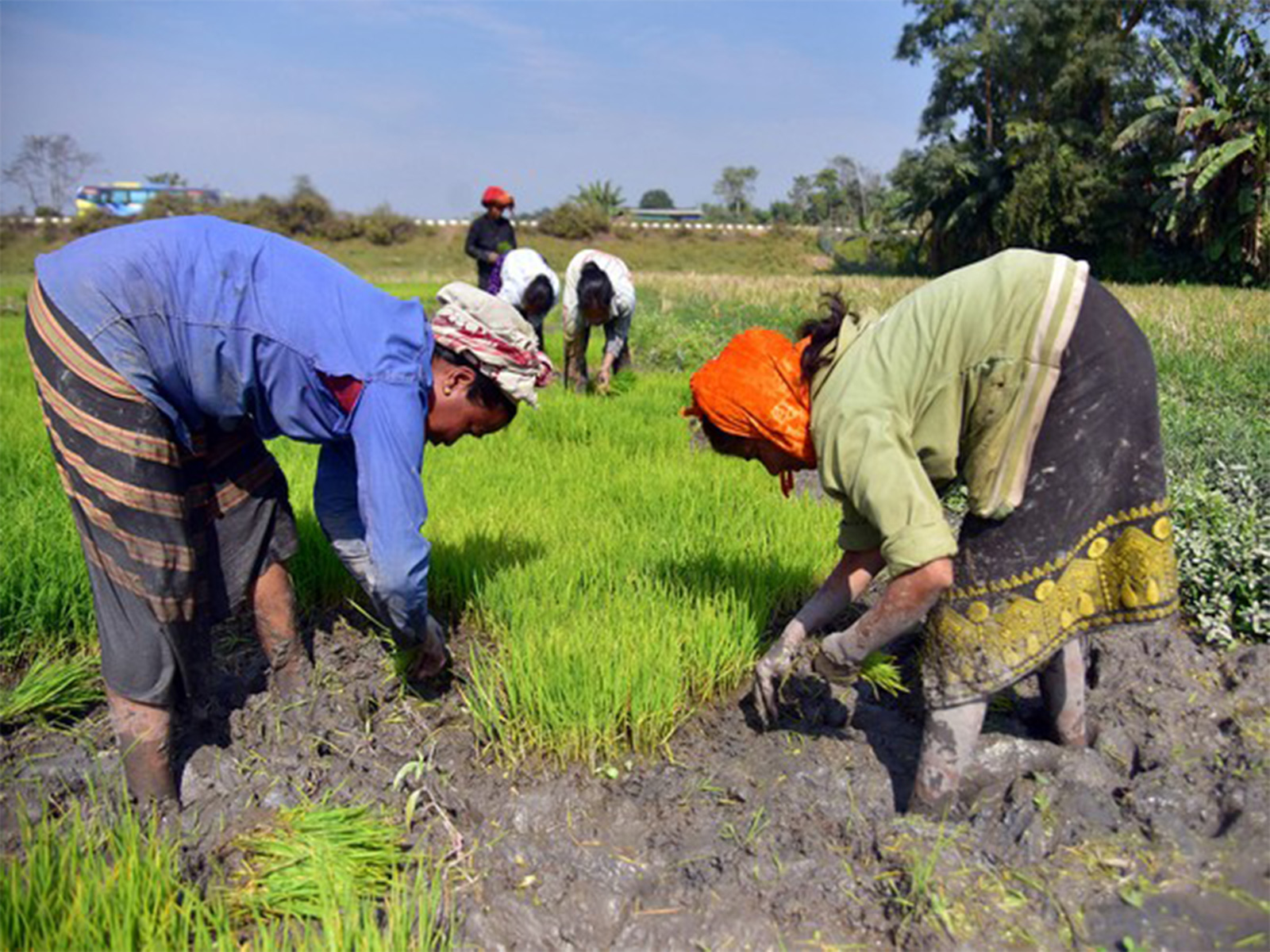 Farmers working in fields (ANI/ File Photo) Farmers working in fields (ANI/ File Photo)