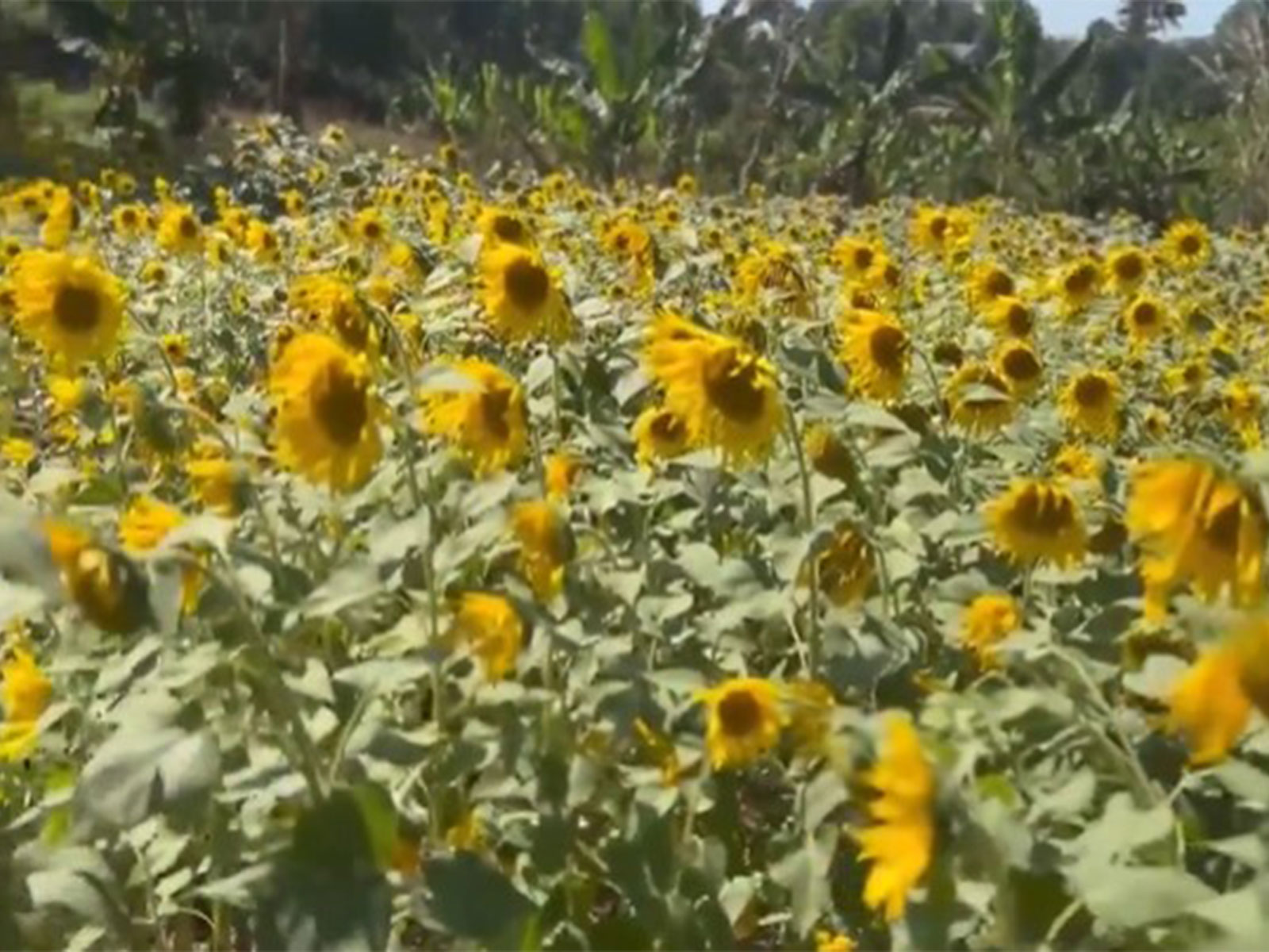 Sunflower fields across 40 acres blossom in Bison Valley (Photo/ANI)