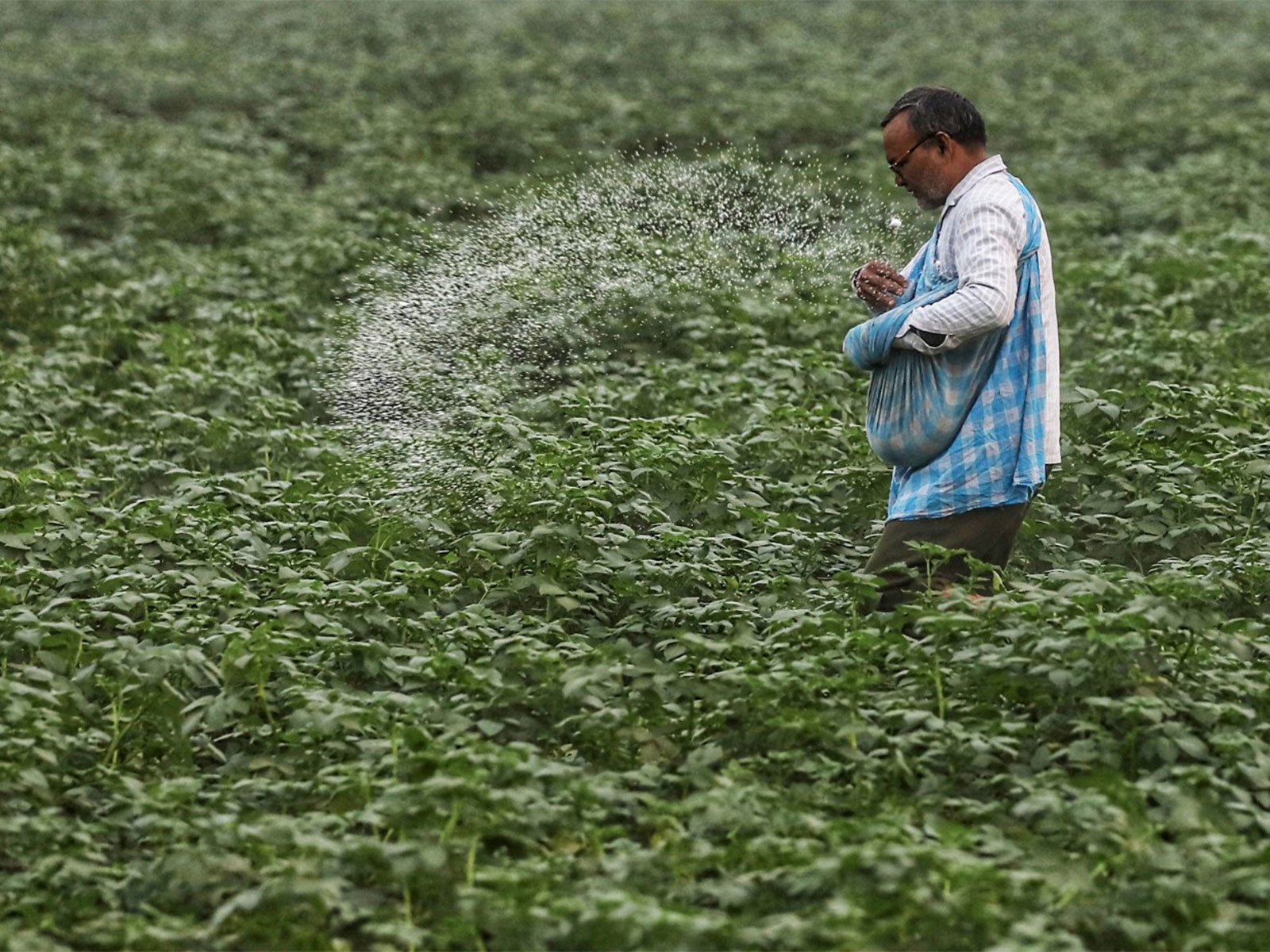 A farmer spreads urea fertiliser on a potato crop field (File Photo/ANI) A farmer spreads urea fertiliser on a potato crop field (File Photo/ANI)
