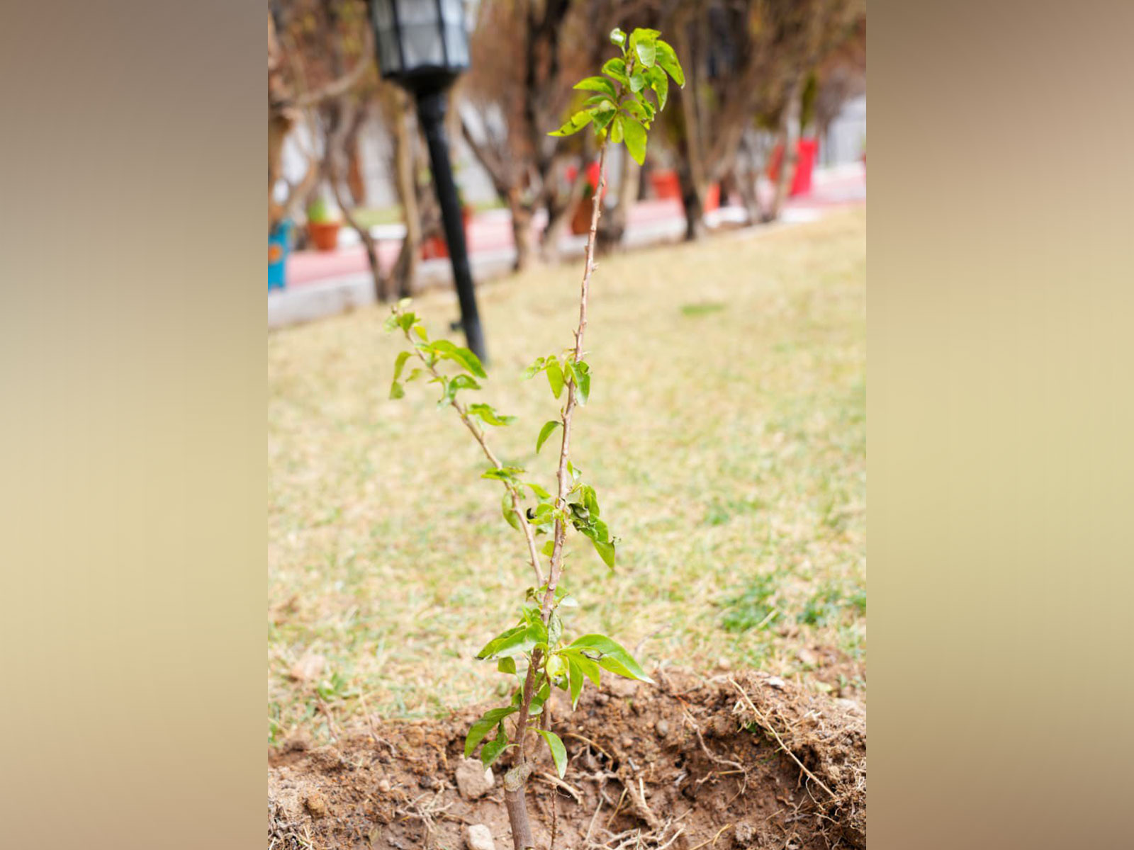 A sapling as part of the planting initiative in Ladakh (Photo/x/@lg_ladakh) A sapling as part of the planting initiative in Ladakh (Photo/x/@lg_ladakh)