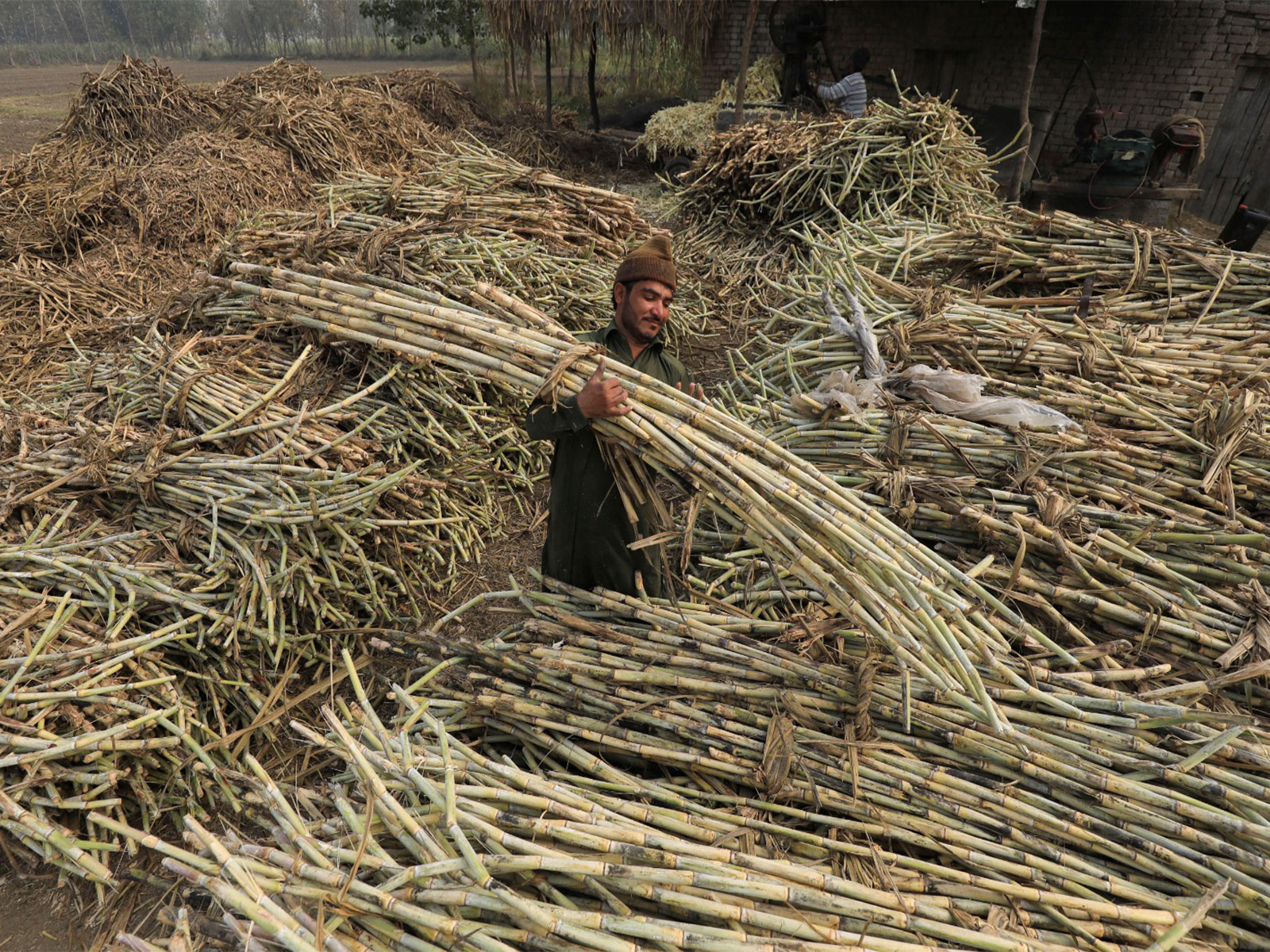 A worker picks a bunch of sugarcanes in Pakistan (Photo/Reuters) A worker picks a bunch of sugarcanes in Pakistan (Photo/Reuters)