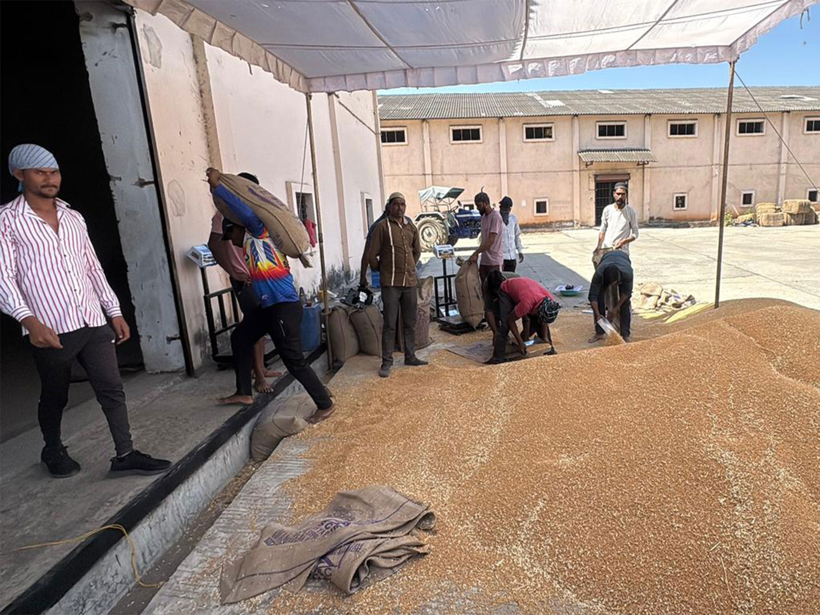 Wheat procurement (Photo/ANI)