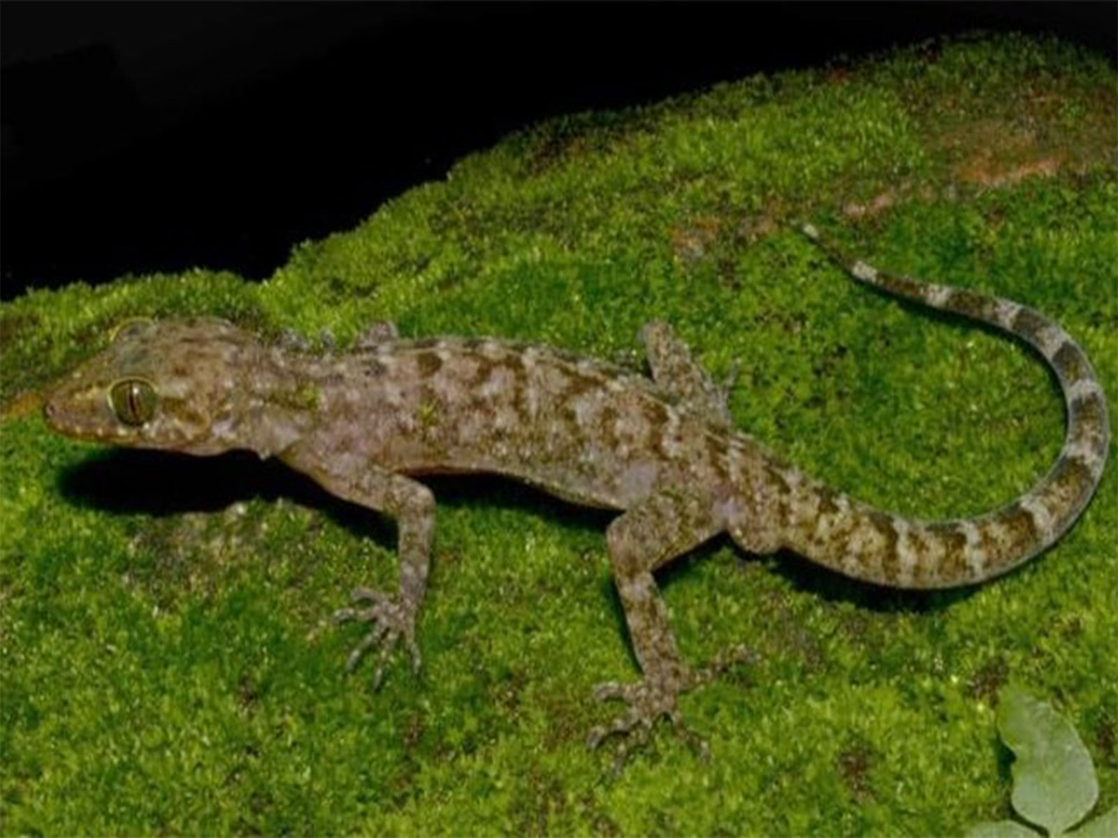 Raimona bent-toed Gecko (Photo/Zootaxa journal)