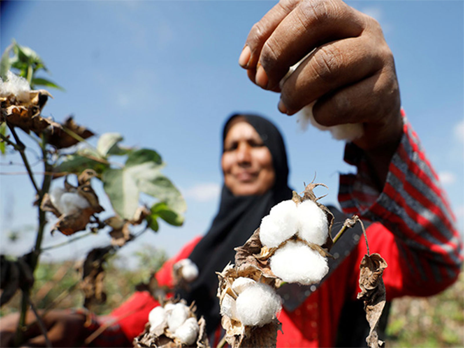 A woman picks cotton in Pakistan as production drops 30%, with Sindh seeing the steepest fall, says PCGA (Photo/Reuters) A woman picks cotton in Pakistan as production drops 30%, with Sindh seeing the steepest fall, says PCGA (Photo/Reuters)