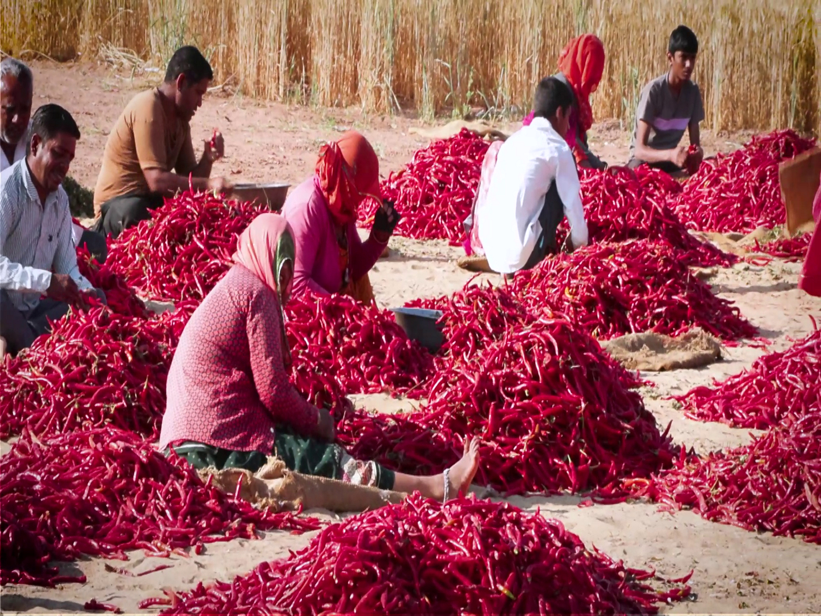 Demand for Mathania chillies rising across spice industry, hotels, and export markets (Photo/ANI)