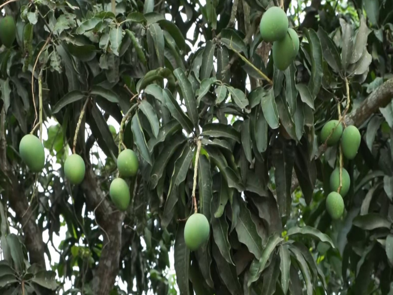 Malda Mango orchard (Photo/ANI)