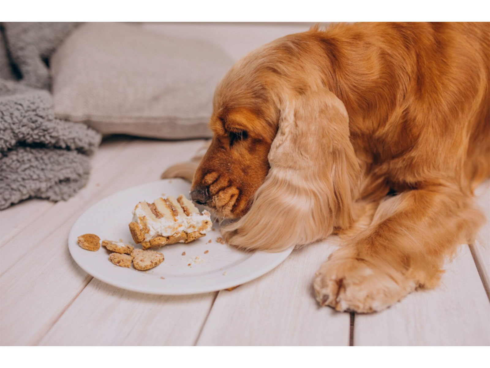 How a Noida-Based Bakery Is Delivering Smiles to Dogs Across India? How a Noida-Based Bakery Is Delivering Smiles to Dogs Across India?