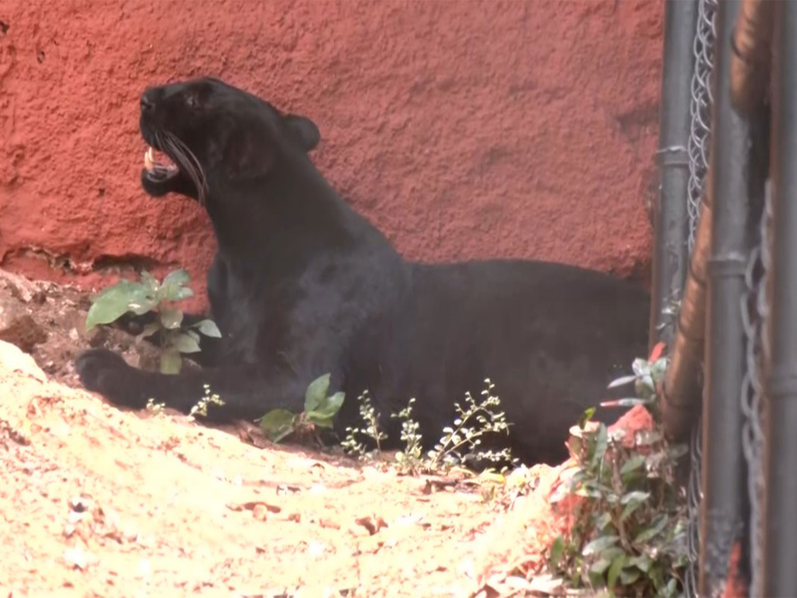 Female black panther (Photo/ANI)