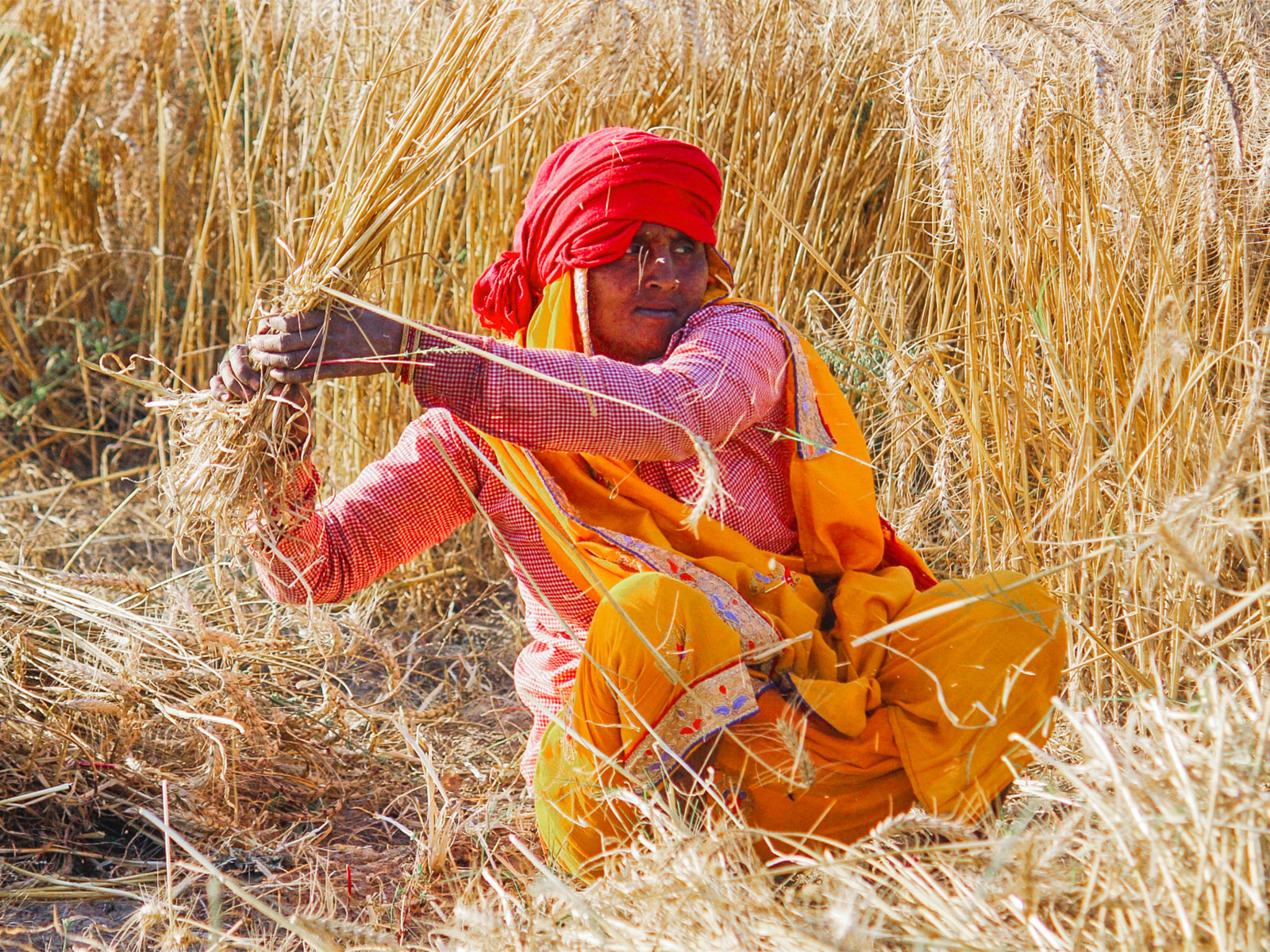 A woman harvests the wheat crop at Ramana village, in Varanasi (Photo/ANI)