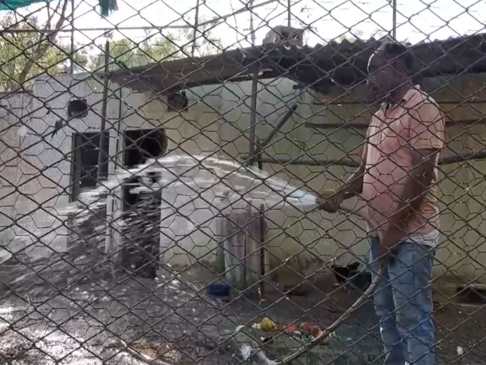 Water sprayed in cages at Bathinda Zoo amid rising heat (Photo: ANI) Water sprayed in cages at Bathinda Zoo amid rising heat (Photo: ANI)