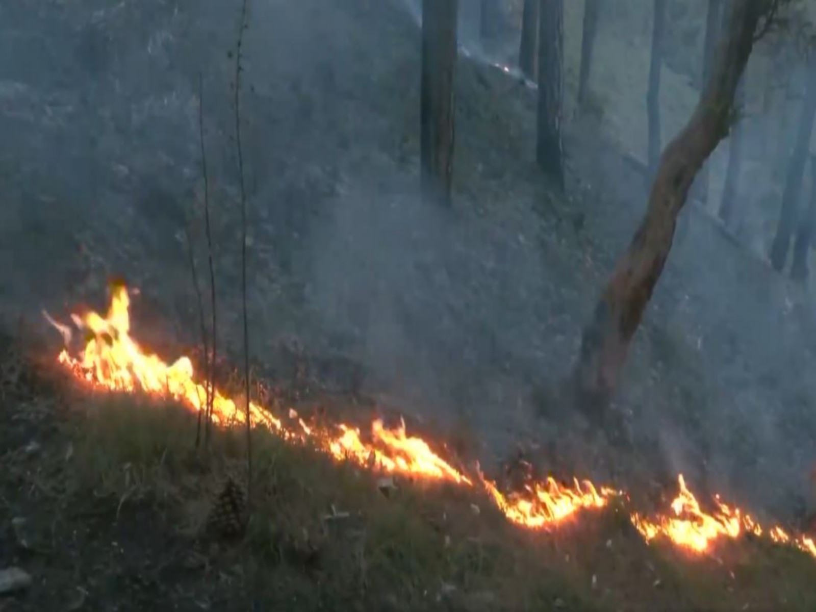 Visual from forest fire in Shimla (Photo/ANI) Visual from forest fire in Shimla (Photo/ANI)
