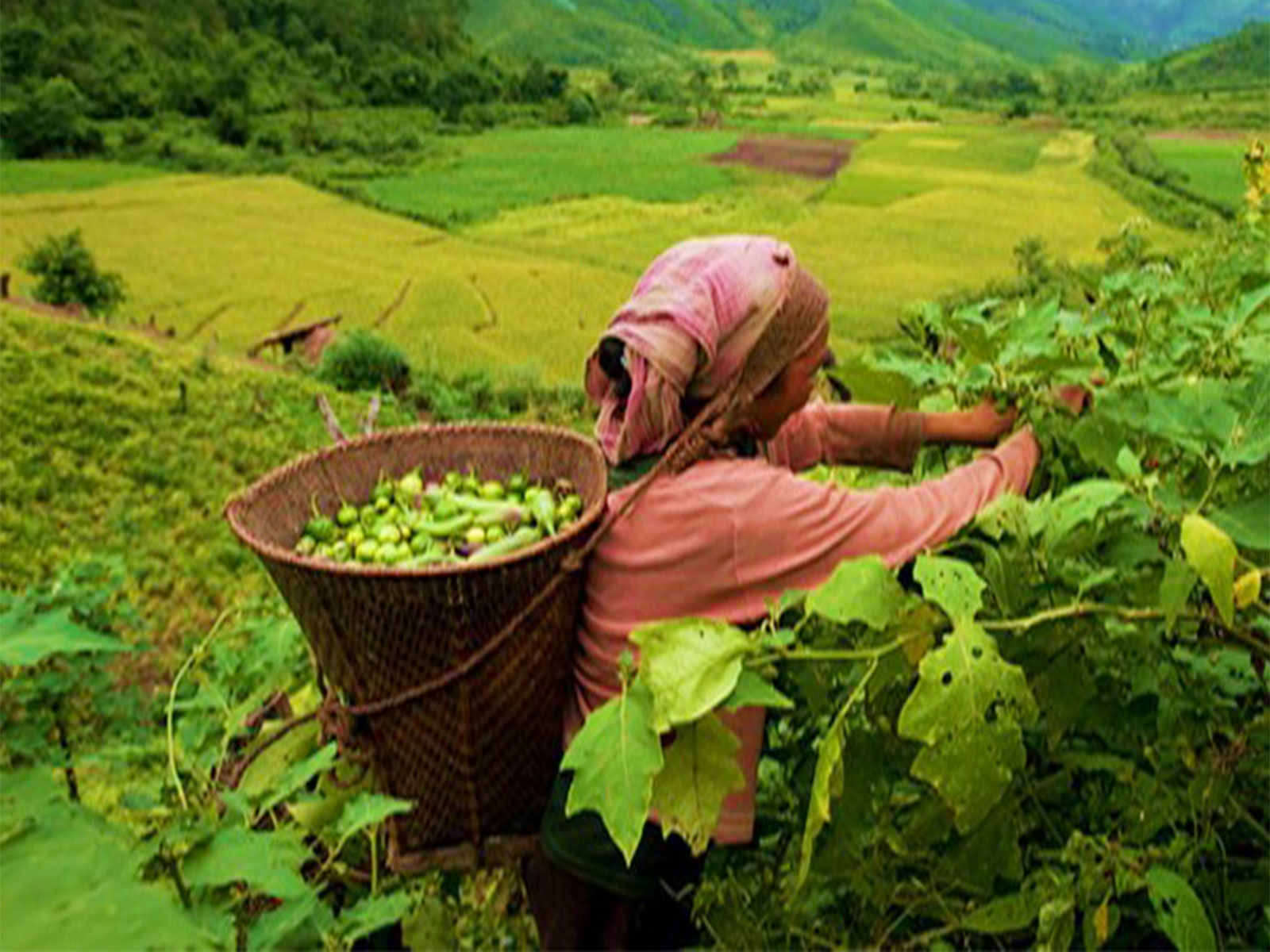 Agricultual sector in Mizoram (Photo/ @northeasterncouncil)