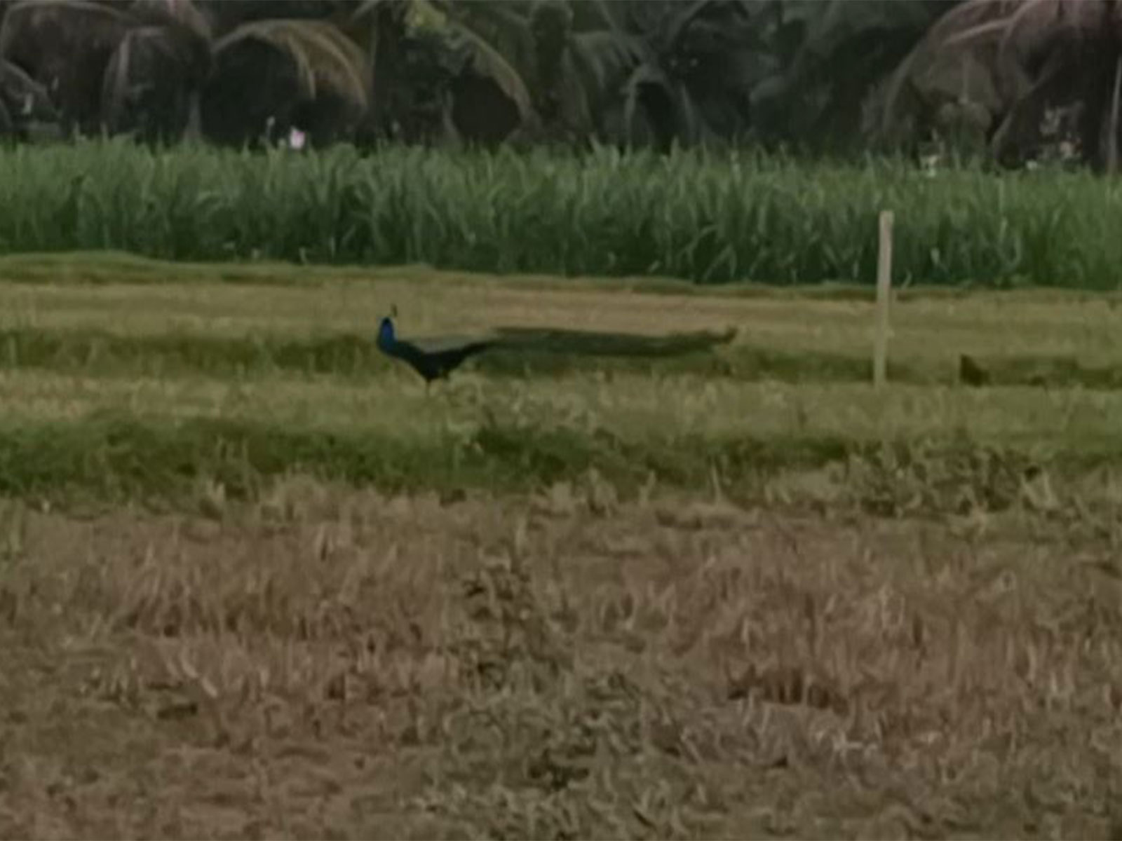 Tamil Nadu: Peacocks lose forest habitat, take shelter in farmlands (Photo/ANI) Tamil Nadu: Peacocks lose forest habitat, take shelter in farmlands (Photo/ANI)