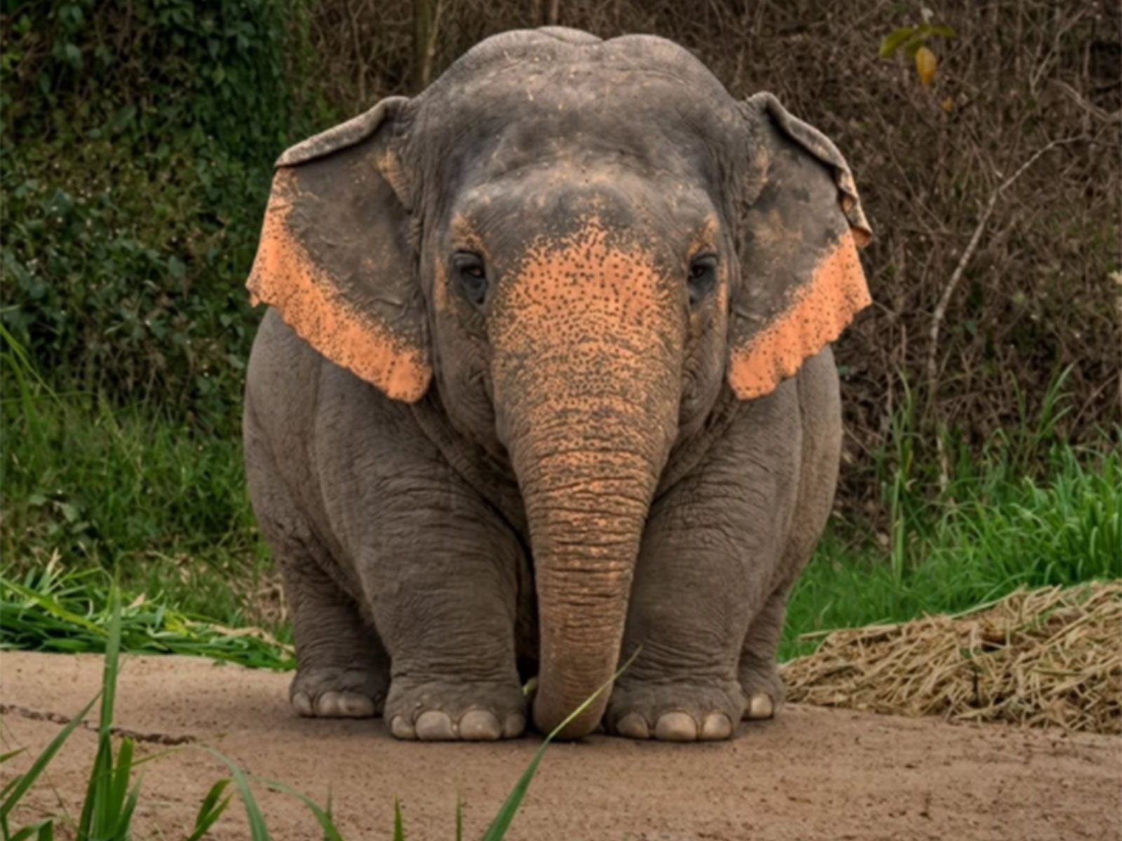 'Borneo Pygmy elephant’ meme (Photo/Instagram/@delhi.police_official)