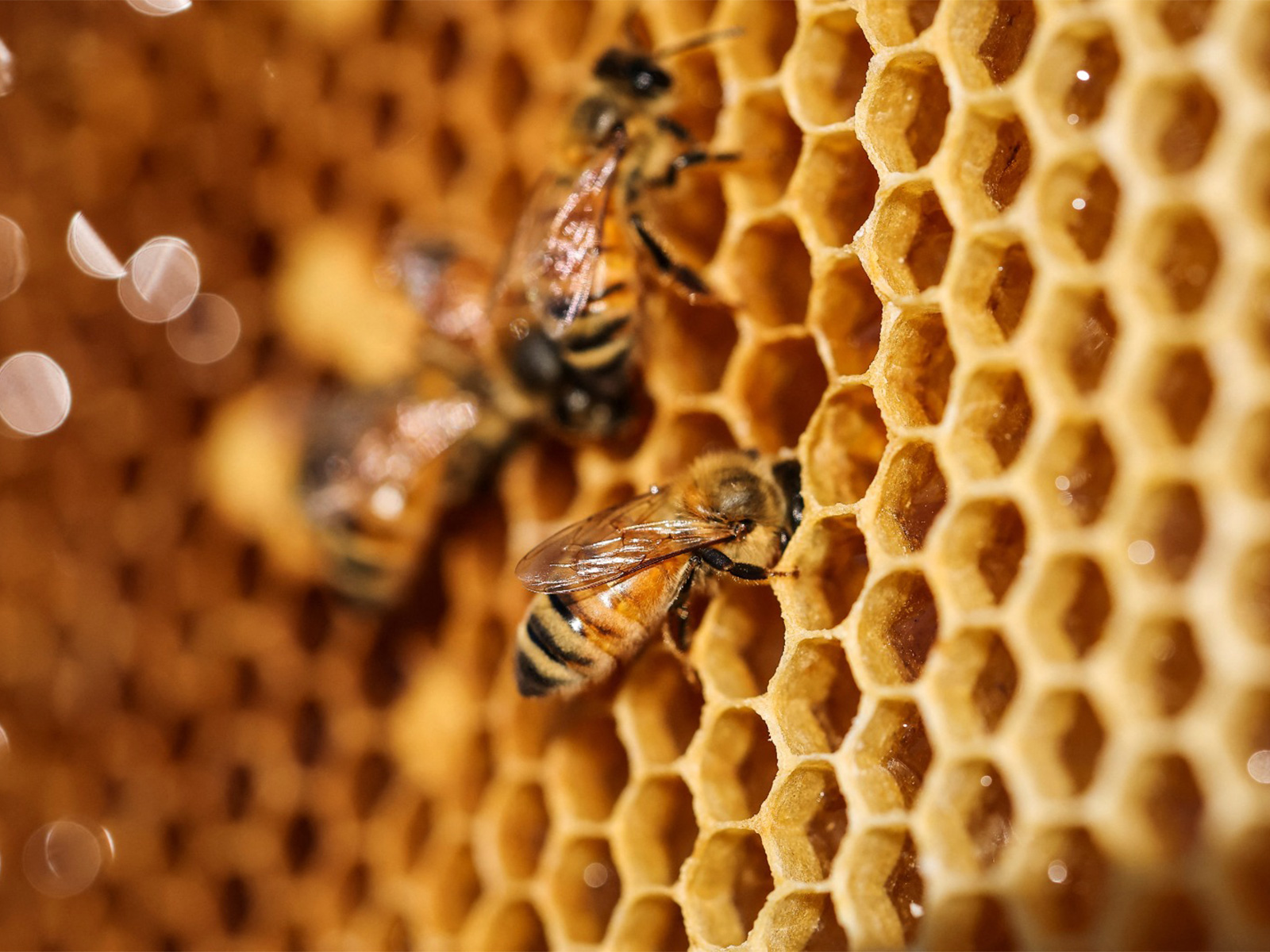 Bees (Representative Image/Reuters) Bees (Representative Image/Reuters)