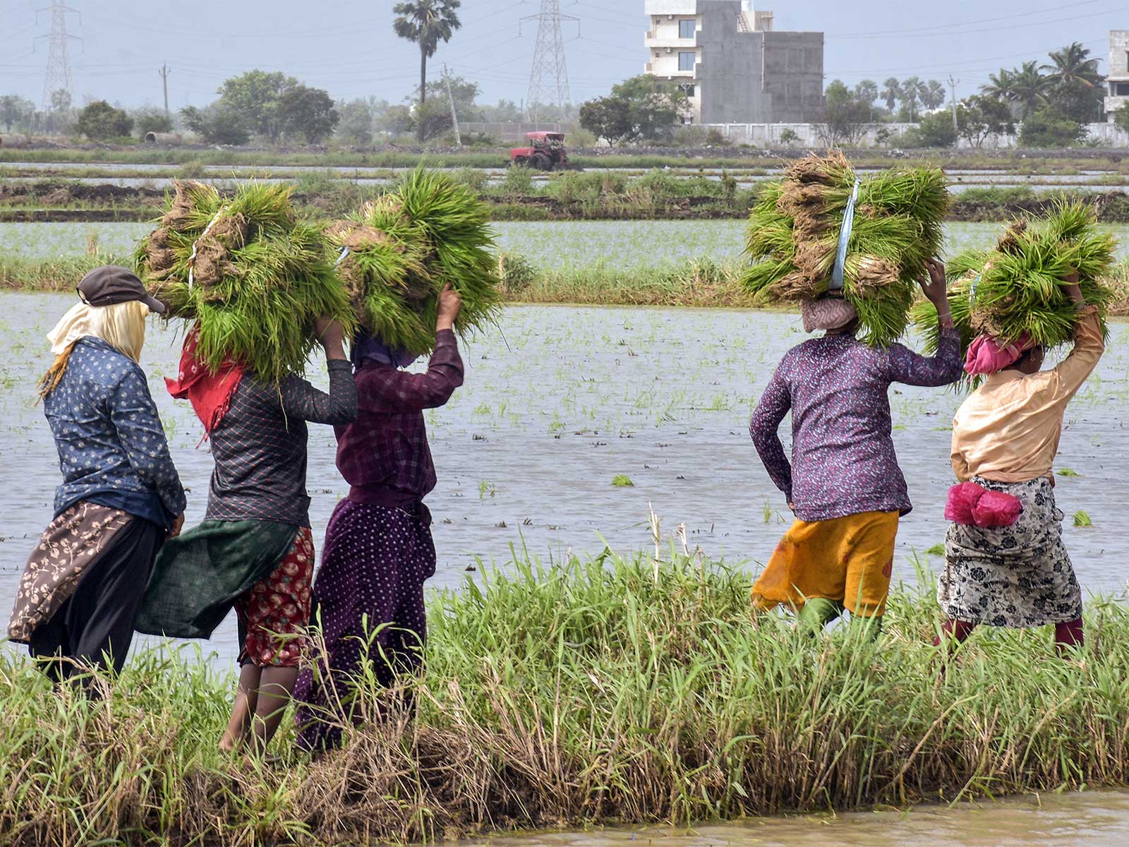 Farmers carry paddy saplings (File Photo/ANI)
