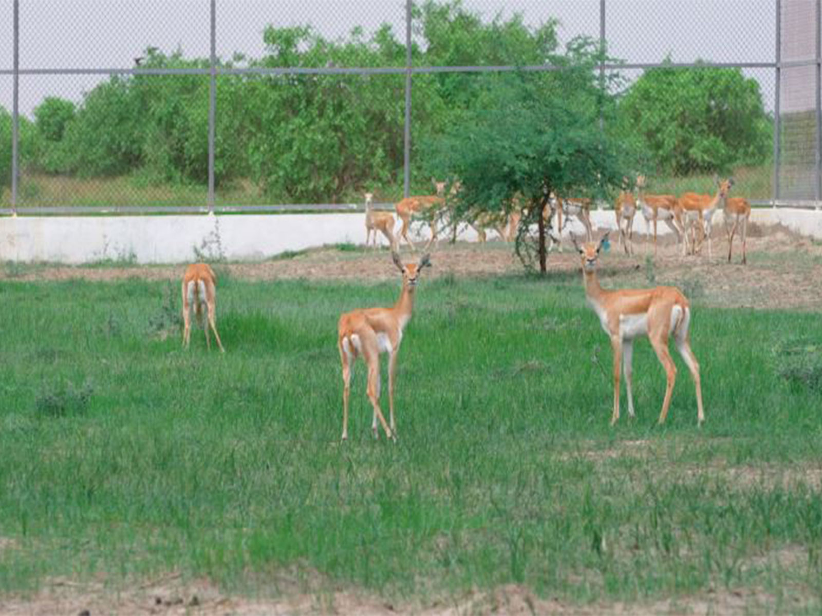 Ecological milestone on 80th Independence Day: 20 blackbucks rewilded into Kutch's Banni grasslands