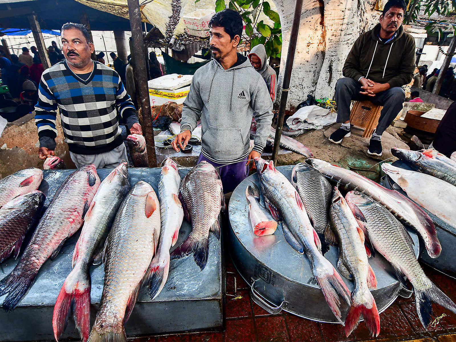 NGT seeks responses from Karnataka authorities over mass fish mortality in Belagavi lake, transfers case to Chennai Bench