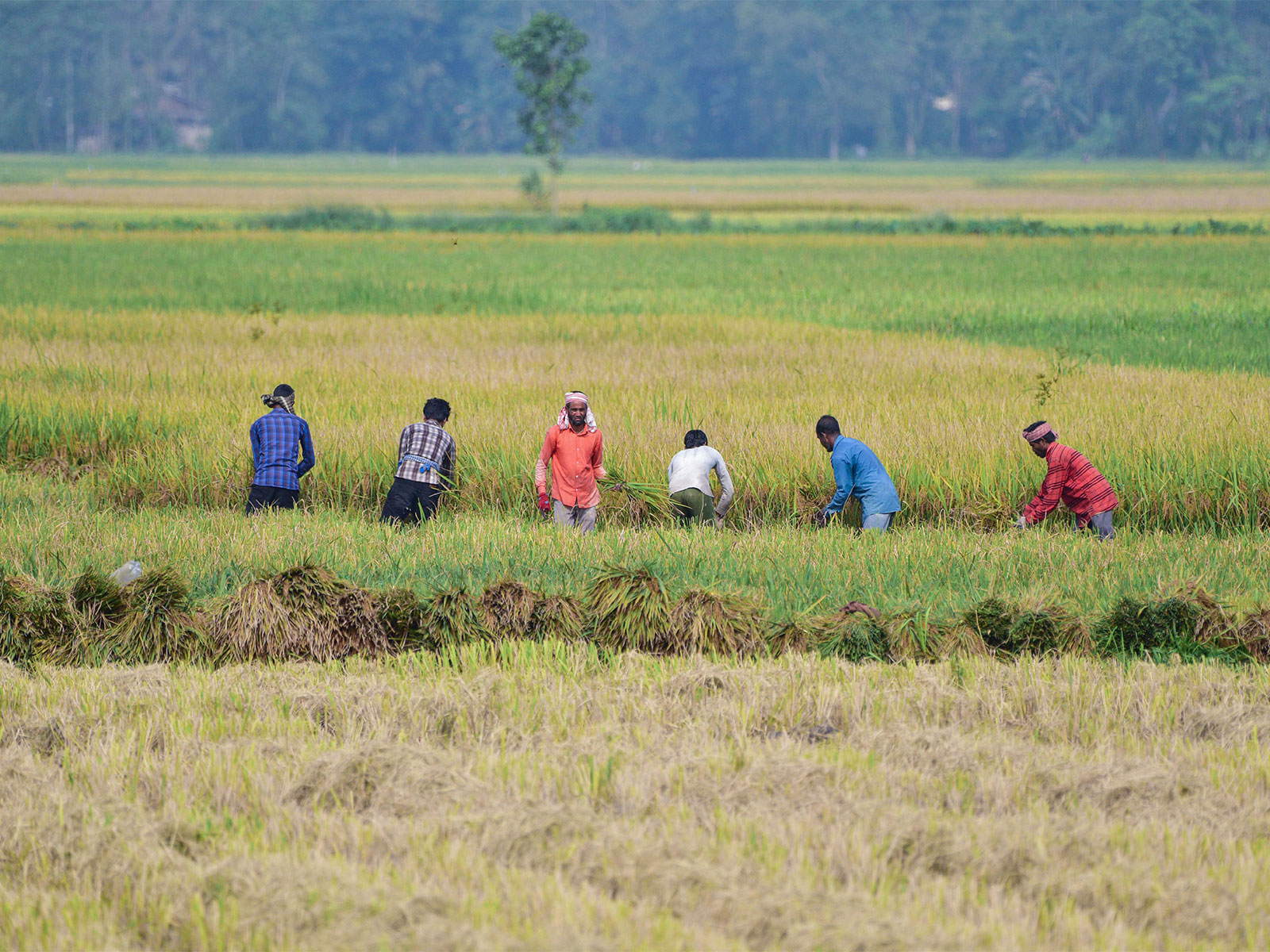 Weak September rains could push FY27 CPI inflation to 5.5% or higher: UBI Report
