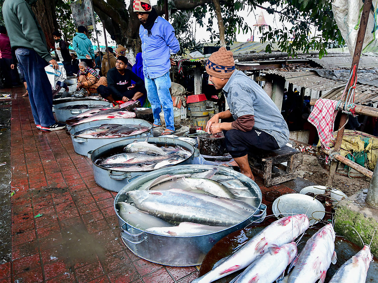 VP Radhakrishnan to release "Mission Rangeen Machhli 2031" strategic action plan for ornamental fisheries development