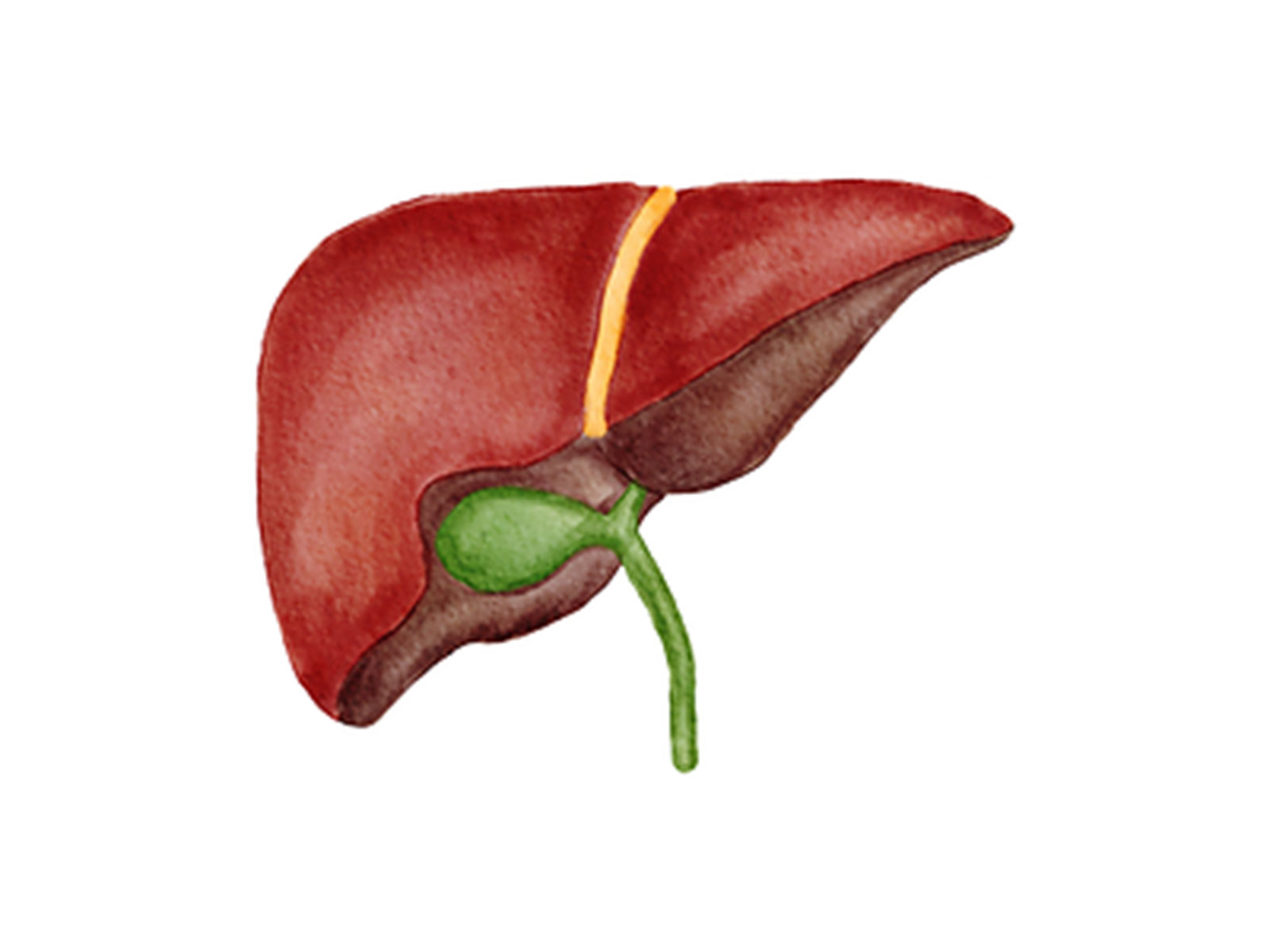 Zydus Hospital, Ahmedabad crosses 300 Liver Transplants - Highest in Gujarat