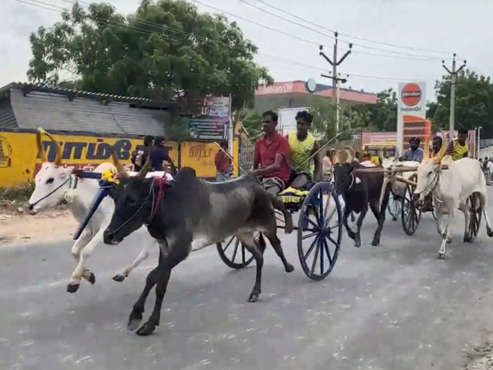 Bullock cart race draws large crowds to mark Vinayagar Chaturthi celebrations in Thoothukudi