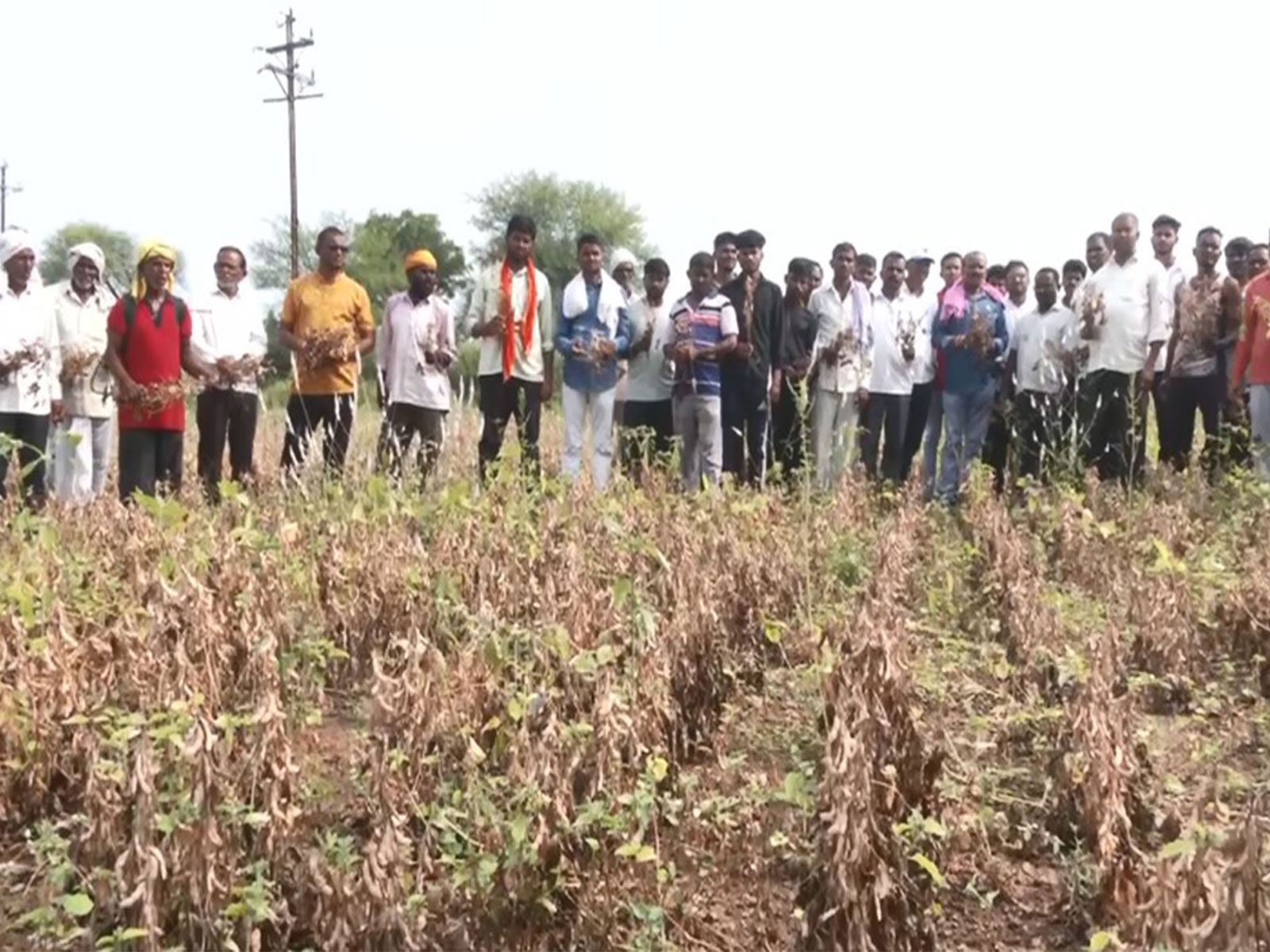 Severe drought grips Yavatmal; soybean, cotton crops badly hit, farmers fear crisis worse than 1972