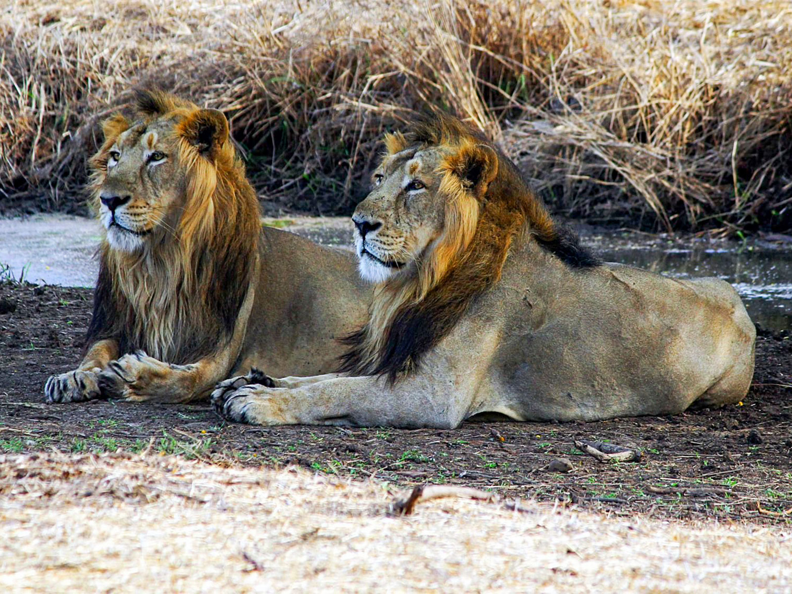 Gujarat govt restructures Porbandar Forest Division to strengthen Asiatic lion rehabilitation in Barda