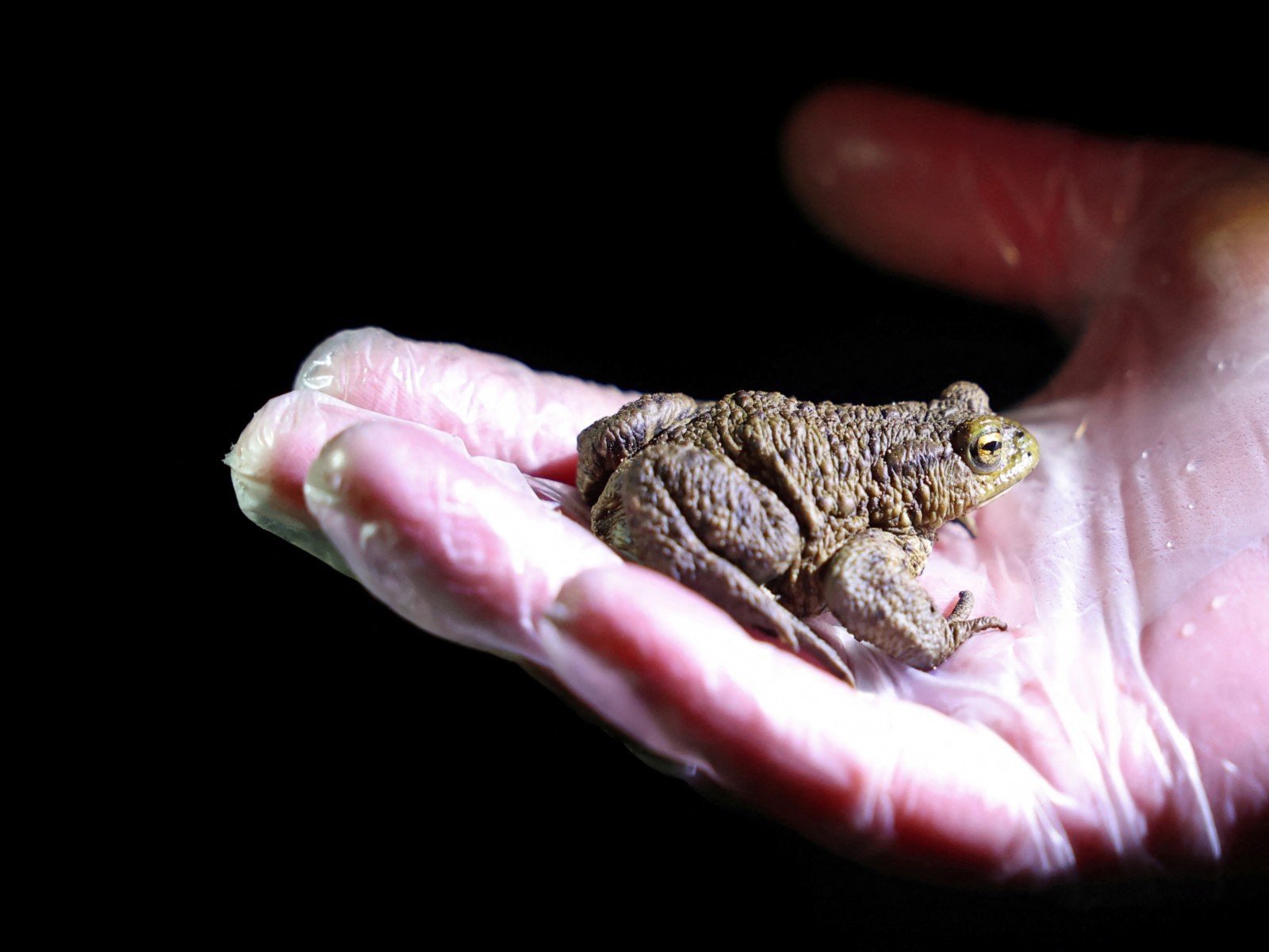 Darjeeling's Himalayan frog population genetically isolated, faces hunting pressure: Study