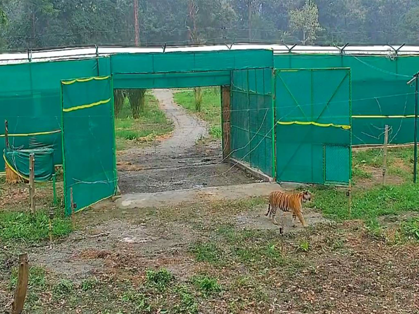 "Into the jungle": Three-year-old tigress T138 steps into Buxa, West Bengal