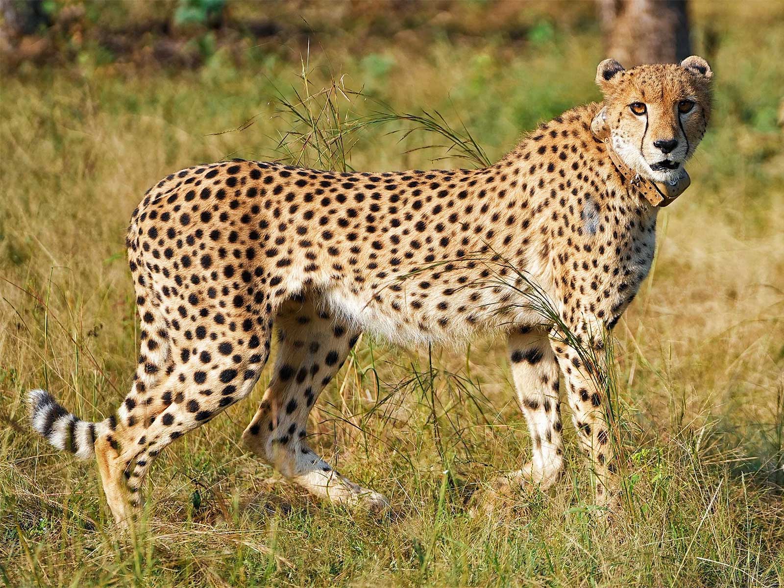 MP CM Mohan Yadav to release two cheetahs at Veerangana Durgavati Tiger Reserve