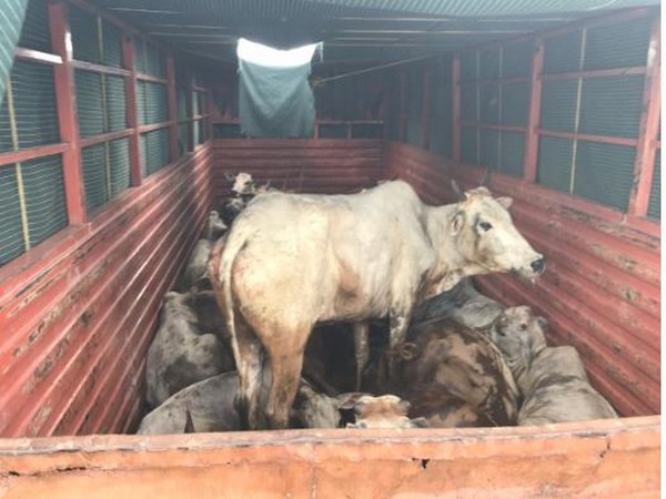 A lorry carrying cattle in Krishna district, Andhra Pradesh on Monday. (Photo/ANI)