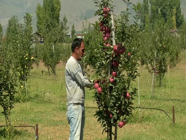 A farmer collecting apples in Kashmir on Saturday. Photo/ANI