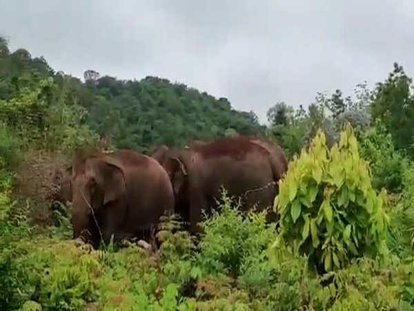 Four elephants were found wandering in the forest area near Ondru Jola tribal hamlet in Srikakulam district of Andhra Pradesh on Saturday. Photo/ANI