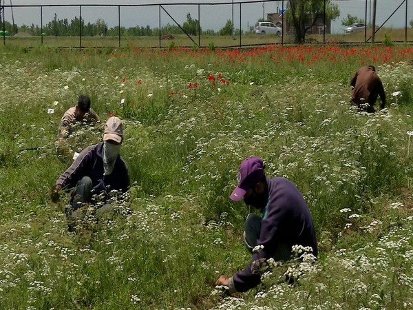 Black cumin cultivation at the research centre in Pampore. (Photo/ANI)