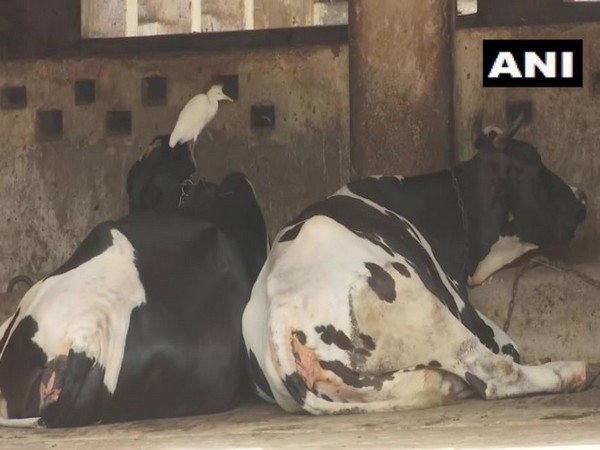 Cowsheds in Mumbai's Aarey area have been hit by a shortage of fodder. Photo/ANI