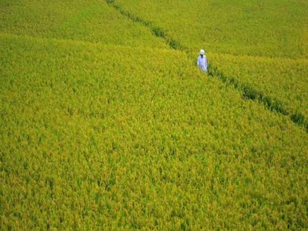 The report calls for upgrading agri infrastructure and improving efficiency levels.