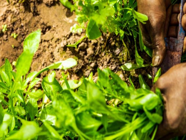 Agritech startups in India are transforming agriculture by developing innovative digital solutions